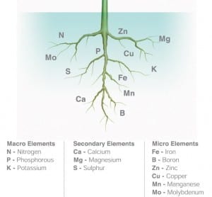 nutrients-plants-elements-300x278